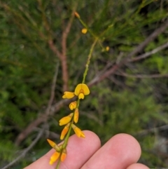 Viminaria juncea at Beecroft Peninsula, NSW - 16 Jan 2024