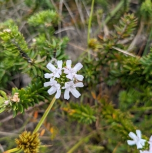 Westringia fruticosa at Beecroft Peninsula, NSW - 16 Jan 2024 02:32 PM