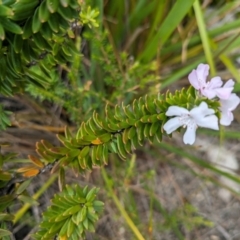 Westringia fruticosa at Beecroft Peninsula, NSW - 16 Jan 2024