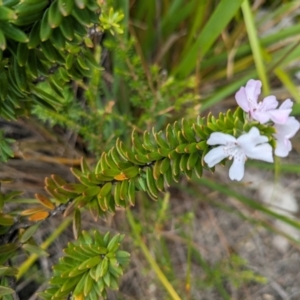 Westringia fruticosa at Beecroft Peninsula, NSW - 16 Jan 2024 02:32 PM