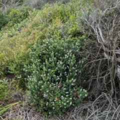 Westringia fruticosa at Beecroft Peninsula, NSW - 16 Jan 2024