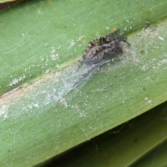 Badumna sp. (genus) (Lattice-web spider) at Yarralumla, ACT - 16 Jan 2024 by AniseStar