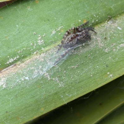 Badumna sp. (genus) (Lattice-web spider) at Yarralumla, ACT - 16 Jan 2024 by AniseStar