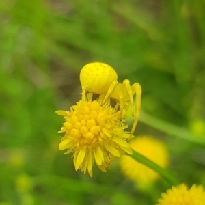 Thomisus spectabilis at North Mitchell Grassland  (NMG) - 16 Jan 2024