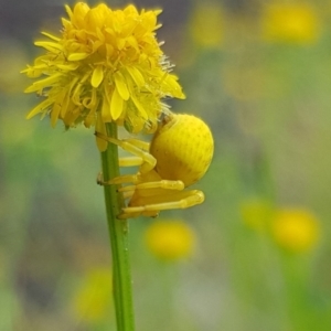 Thomisus spectabilis at North Mitchell Grassland  (NMG) - 16 Jan 2024