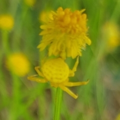 Thomisus spectabilis at North Mitchell Grassland  (NMG) - 16 Jan 2024