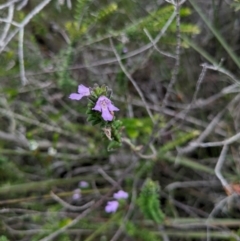 Prostanthera densa at Beecroft Peninsula, NSW - 16 Jan 2024 02:38 PM