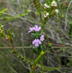 Prostanthera densa at Beecroft Peninsula, NSW - 16 Jan 2024 02:38 PM