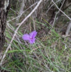 Thysanotus tuberosus subsp. tuberosus (Common Fringe-lily) at Beecroft Peninsula, NSW - 16 Jan 2024 by WalterEgo