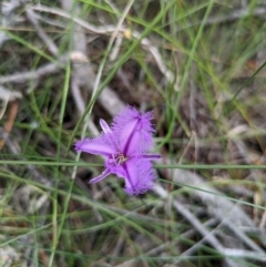 Thysanotus tuberosus subsp. tuberosus at Currarong - Abrahams Bosom Beach - 16 Jan 2024 02:20 PM