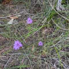 Thysanotus tuberosus subsp. tuberosus at Currarong - Abrahams Bosom Beach - 16 Jan 2024 02:20 PM