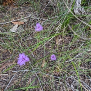 Thysanotus tuberosus subsp. tuberosus at Currarong - Abrahams Bosom Beach - 16 Jan 2024