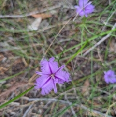 Thysanotus tuberosus subsp. tuberosus at Currarong - Abrahams Bosom Beach - 16 Jan 2024