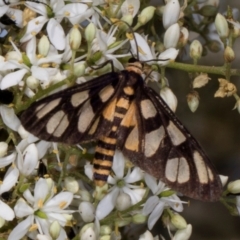 Amata (genus) (Handmaiden Moth) at Hawker, ACT - 11 Jan 2024 by AlisonMilton