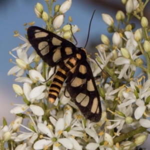 Amata (genus) at The Pinnacle - 12 Jan 2024