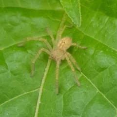 Sparassidae (family) (A Huntsman Spider) at Budjan Galindji (Franklin Grassland) Reserve - 15 Jan 2024 by HappyWanderer