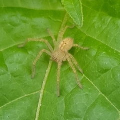 Sparassidae (family) (A Huntsman Spider) at North Mitchell Grassland  (NMG) - 16 Jan 2024 by HappyWanderer