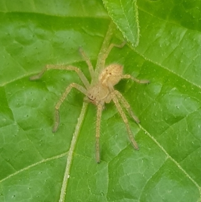 Sparassidae (family) (A Huntsman Spider) at Budjan Galindji (Franklin Grassland) Reserve - 15 Jan 2024 by HappyWanderer