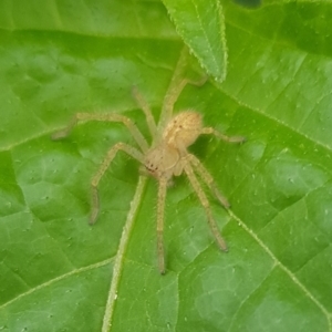 Sparassidae (family) at North Mitchell Grassland  (NMG) - 16 Jan 2024