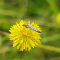 Chironomidae (family) (Non-biting Midge) at Franklin, ACT - 15 Jan 2024 by HappyWanderer