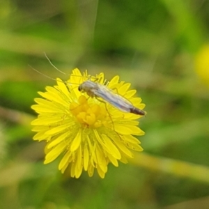 Chironomidae (family) at North Mitchell Grassland  (NMG) - 16 Jan 2024 09:57 AM