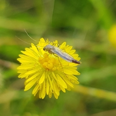 Chironomidae (family) (Non-biting Midge) at North Mitchell Grassland  (NMG) - 15 Jan 2024 by HappyWanderer
