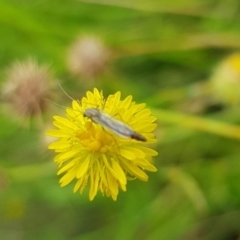 Chironomidae (family) at North Mitchell Grassland  (NMG) - 16 Jan 2024 09:57 AM