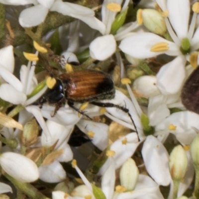 Phyllotocus navicularis (Nectar scarab) at The Pinnacle - 12 Jan 2024 by AlisonMilton