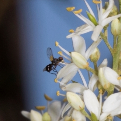 Parapalaeosepsis plebeia (Ant fly) at Hawker, ACT - 11 Jan 2024 by AlisonMilton