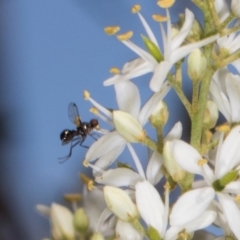 Parapalaeosepsis plebeia at The Pinnacle - 12 Jan 2024