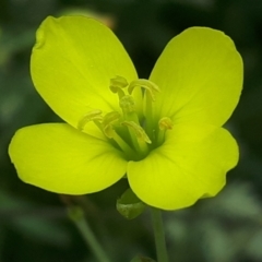 Diplotaxis tenuifolia (Sand Rocket, Lincoln Weed) at Yaouk, NSW - 15 Jan 2024 by Janet