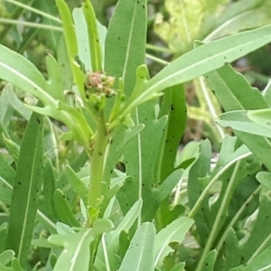 Diplotaxis tenuifolia at Yaouk, NSW - 15 Jan 2024