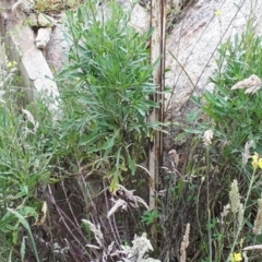 Diplotaxis tenuifolia at Yaouk, NSW - 15 Jan 2024
