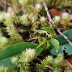 Chiloglottis cornuta (Green Bird Orchid) at West Coast, TAS - 6 Jan 2024 by BethanyDunne