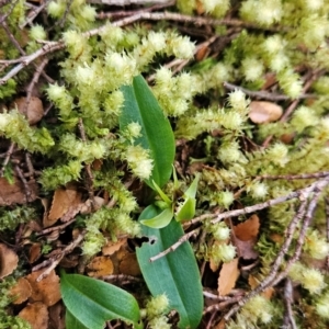 Chiloglottis cornuta at West Coast, TAS - suppressed