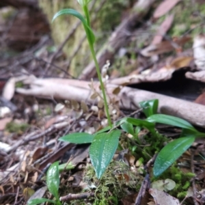 Pterostylis scabrida at Cradle Mountain, TAS - 6 Jan 2024