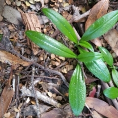 Pterostylis scabrida at Cradle Mountain, TAS - 6 Jan 2024