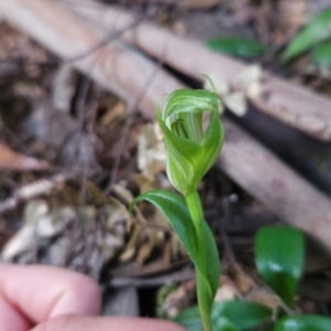 Pterostylis scabrida at Cradle Mountain, TAS - 6 Jan 2024