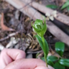 Pterostylis scabrida at Cradle Mountain, TAS - 6 Jan 2024