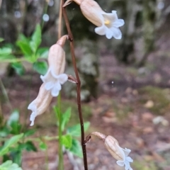 Gastrodia sesamoides (Cinnamon Bells) at Cradle Mountain, TAS - 6 Jan 2024 by BethanyDunne