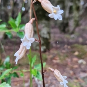 Gastrodia sesamoides at Cradle Mountain, TAS - 6 Jan 2024