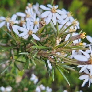 Olearia pinifolia at West Coast, TAS - 6 Jan 2024