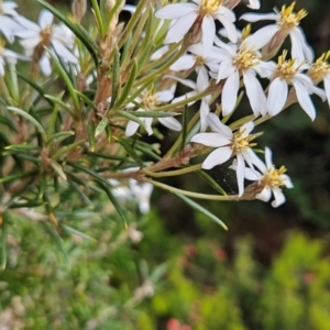 Olearia pinifolia at West Coast, TAS - 6 Jan 2024