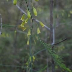 Asparagus officinalis (Asparagus) at Chapman, ACT - 11 Jan 2024 by BethanyDunne