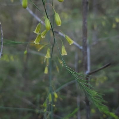 Asparagus officinalis (Asparagus) at Chapman, ACT - 11 Jan 2024 by BethanyDunne