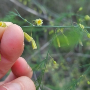 Asparagus officinalis at Cooleman Ridge - 11 Jan 2024