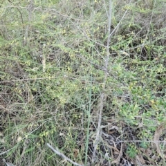 Asparagus officinalis at Cooleman Ridge - 11 Jan 2024