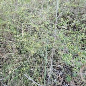 Asparagus officinalis at Cooleman Ridge - 11 Jan 2024