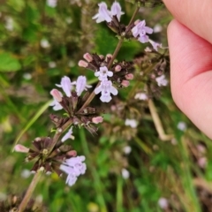 Stachys arvensis (Stagger Weed) at Chapman, ACT - 16 Jan 2024 by BethanyDunne