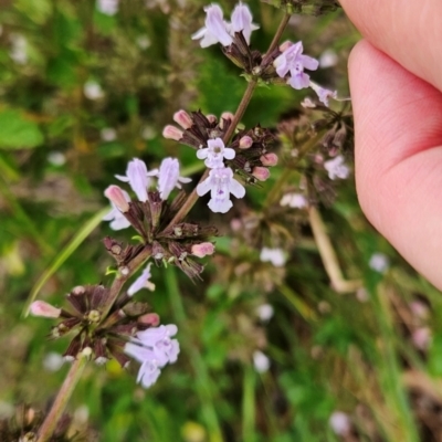 Stachys arvensis (Stagger Weed) at Cooleman Ridge - 16 Jan 2024 by BethanyDunne